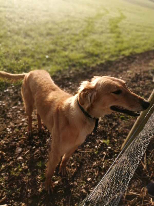 saluki for sale gumtree
